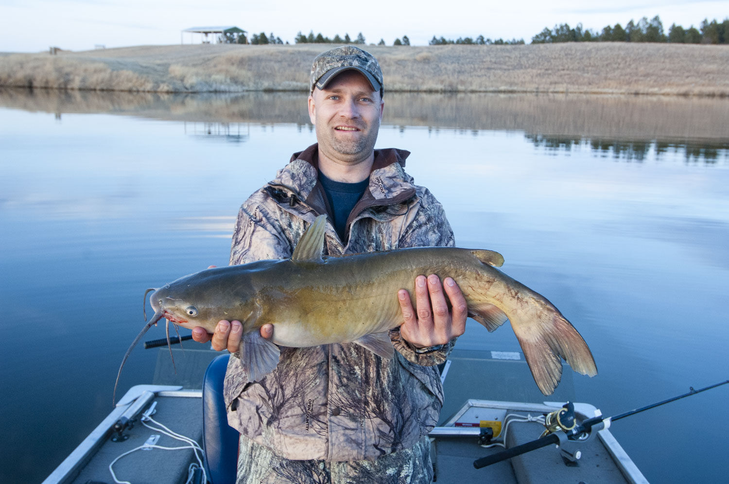 Channel catfish